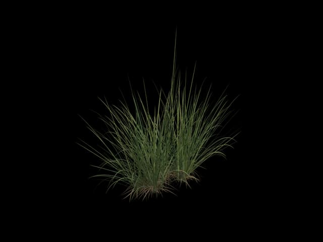 Fine Marsh Grass, realistic 3D model, GLB