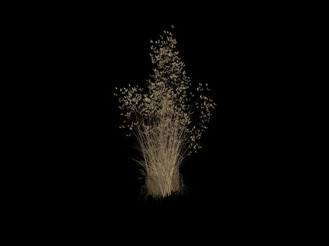 Seeding Dry Grass, realistic 3D model, GLB